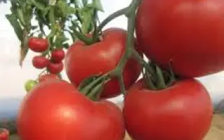 Nun 03560 / Нун 03560