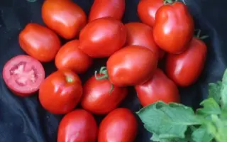 OLIVENZA / ОЛІВЕНЗА