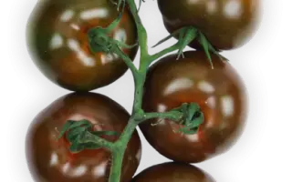 OLMECA / ОЛМЕКА