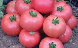 Pandarosa / Пандароза