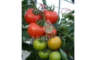 Parto F1 / Парто F1