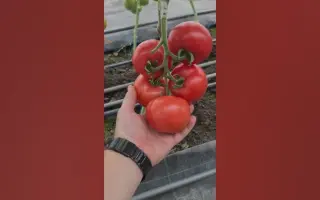 Party Pink / Паті Пінк