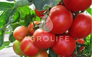 Pedro F1 / Педро F1