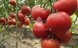 PEKONET / ПЕКОНЕТ