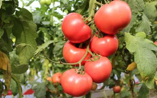 Perugino / Перугіно