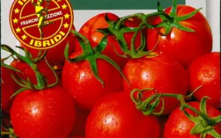 PICCODONA / ПІККОДОНА