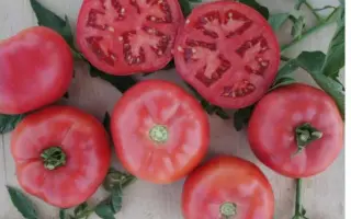 PINK BUSH F1 / Пінк Буш F1