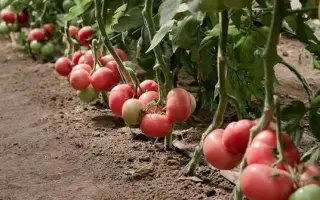 Pink Delight / Пінк Делайт