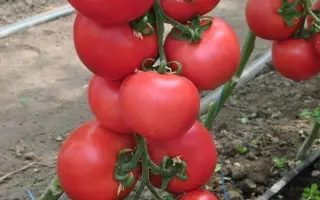 Pink Jazz / Пінк Джаз