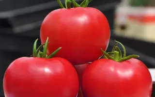 Pink Сlair / Пінк Клер