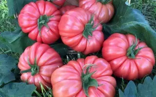 Pink koy / Пінк Кой