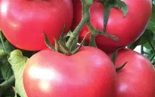 PINK CRYSTAL / ПІНК КРИСТАЛ