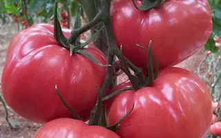 Pink Panther / Пінк Пантер