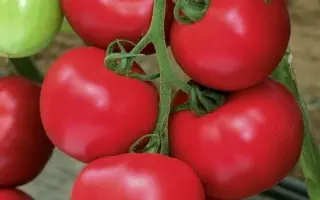 Pink Paradise / Пінк Парадайз