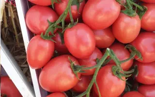 Pink Pioneer / Пінк Піонєр