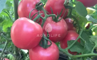 ПІНК СВІТНЕС