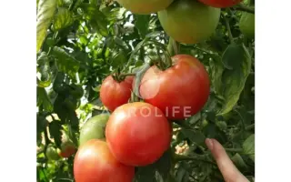 Pink Unicum F1 / Пінк Унікум F1