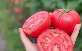 Pink Hit / Пінк Хіт