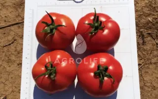 Pinkjain / Пінкджейн