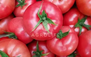 PINKID / ПІНКІД