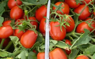 Platon F1 / Платон F1