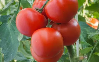 Polfast F1 / Полфаст F1