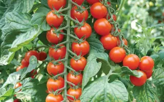 Porpora / Порпора