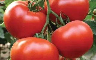 President II F1 / Президент ІІ F1