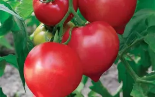 PRIMONA / ПРІМОНА