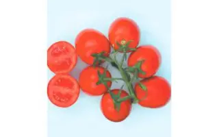 Progress F1 / Прогресс F1