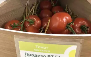 Prodezo / Продезо