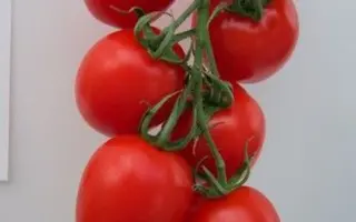 Prunus / Прунус