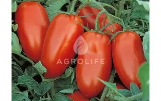 Pullrex F1 / Пулрекс F1