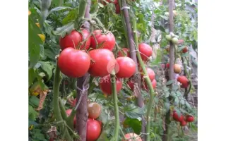 Raissa F1 / Раїса F1