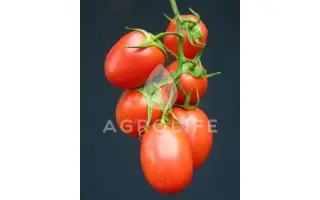 Rapit F1 / Рапіт F1