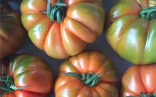 Red koy / Ред Кой