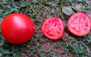 Red Flash / Ред Флеш