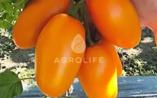 Remembe / Ремембе