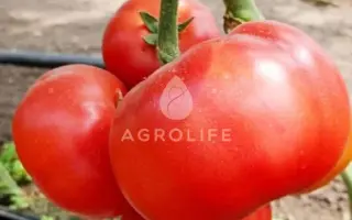 Wrestler / Рестлер