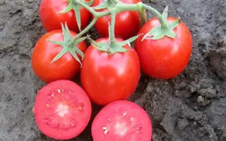 Rodion / Родіон