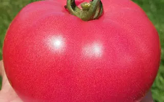 Rosalba / Розалба