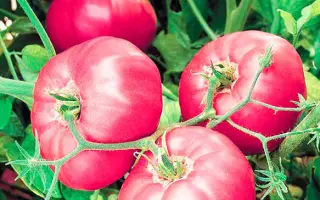 Rosalisa F1 / Розаліса F1