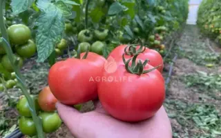 Roisette / Розетт