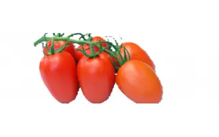 ROMANELLA / РОМАНЕЛЛА