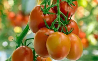 ROMINDO / РОМІНДО