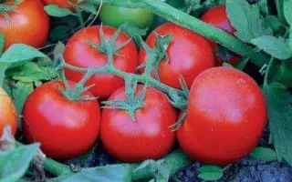 SAGATAN / САГАТАН