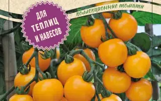 Summer Sun / Саммер Сан