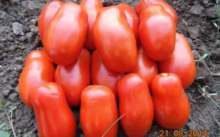 Сан Парадайз