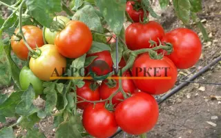 Sunrise F1 / Санрайз F1