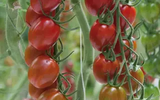 Sunstream / Санстрім